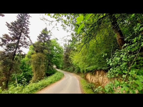      گیاهان مفید جنگل