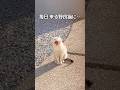 家猫と野良猫の切ない恋物語