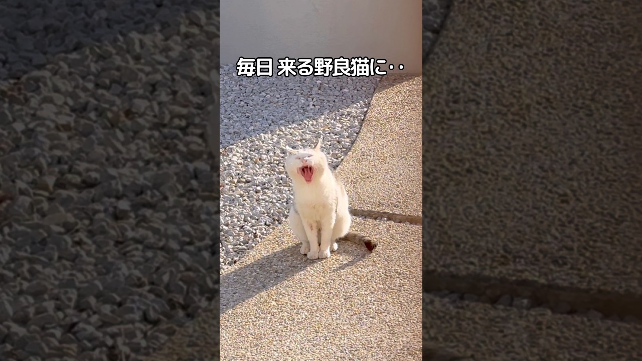 家猫と野良猫の切ない恋物語