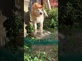 My dog on a stone (石の上にも三年)