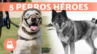 5 PERROS que SALVARON VIDAS humanas  ¡Descúbrelos!