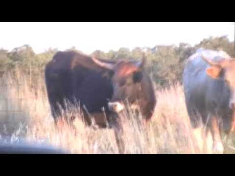 Mt. Scott with Longhorns,Buffal...  and Deer