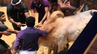 Ox Race in Kerala -- (Kala ottam,Kaalapoottu ) screenshot 3