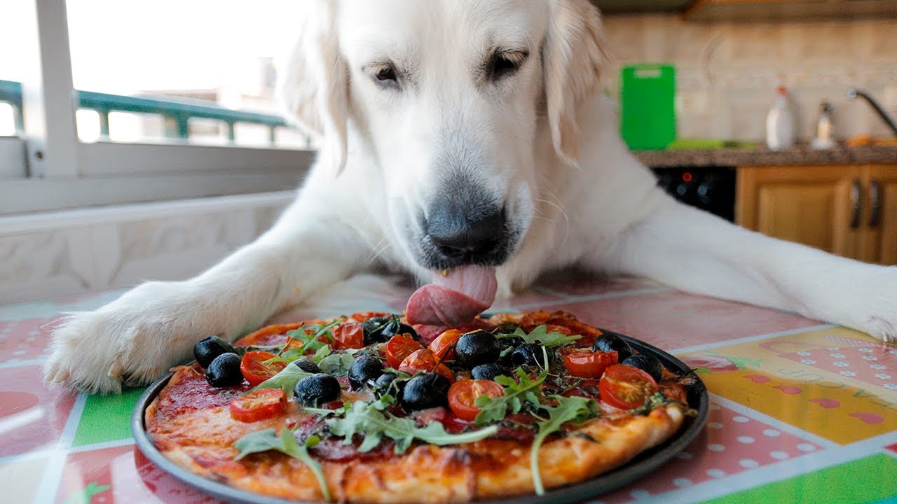 Dog Makes Pizza Funny Golden Retriever Bailey YouTube