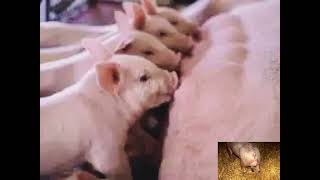 PIGS SWINE FARMING EXPERT GUIDES AND TIPS FOR BEGINNERS PIG FARMERS #pig #piggery #piglets #shorts