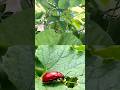 పాత చిట్కా... కొత్త శక్తి! సున్నం వాడి రెడ్ beetle పురుగును 24 గంటల్లో తరిమికొట్టండి! | రైతుబడి
