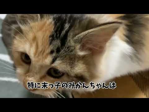 てとらデザイン