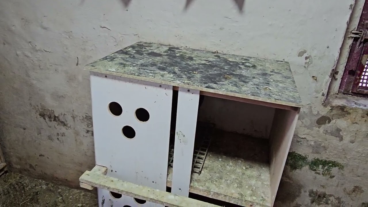 Meine Tauben Versorgung, Haltung, Zucht und Reise am 16.02.2025