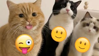 ORANGE CAT BEHAVIOR COMPILATION 😹 ORANGE CATS BEING DUMB