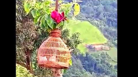 Và Mèo & Chim đa đa mồi chuẩn & pib qas qas qua zoo cuab tas2 nawv