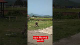बाटोमा बँदेलले बाटो काटेपछि #newsabhiyan