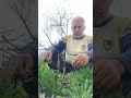 Yarma Aşı #bahçe #farming #erik #garden #farmer #köy #ankara #youtubeshorts 