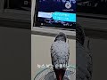 앵무새ㅡ뉴스 보는 순돌이 #회색앵무 #parrot