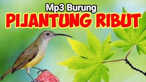 SUARA PIKAT BURUNG PIJANTUNG RIBUT