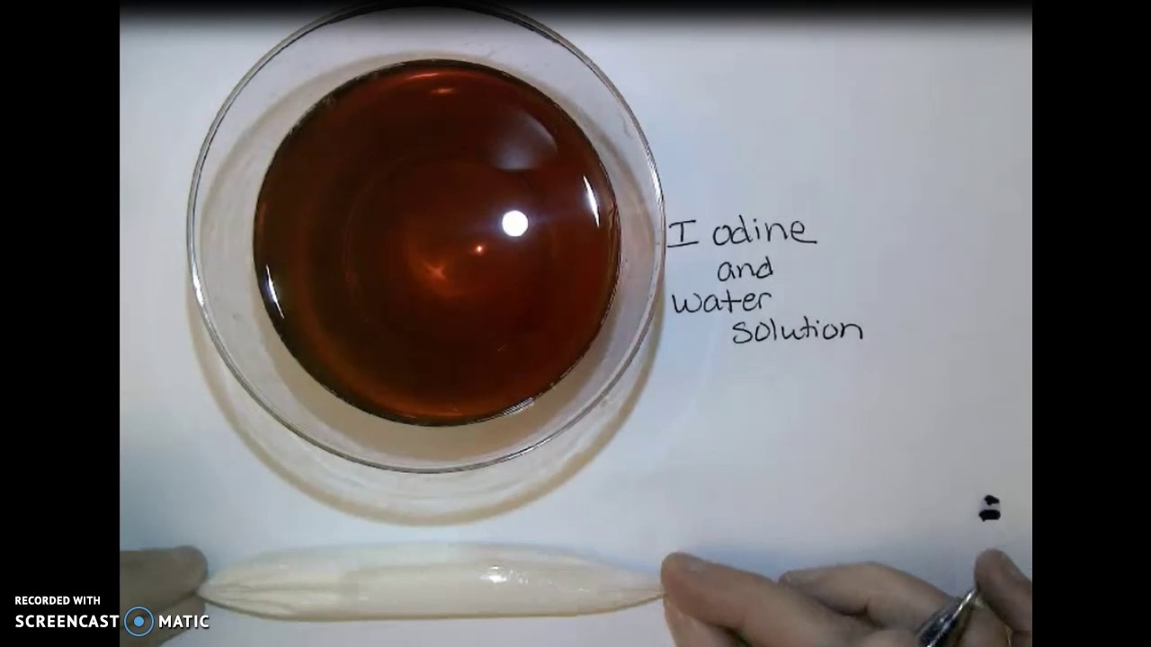 cornstarch and iodine lab 1 YouTube