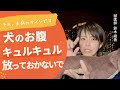 【獣医師が解説】お腹がキュルキュル鳴るのは未病のサインです