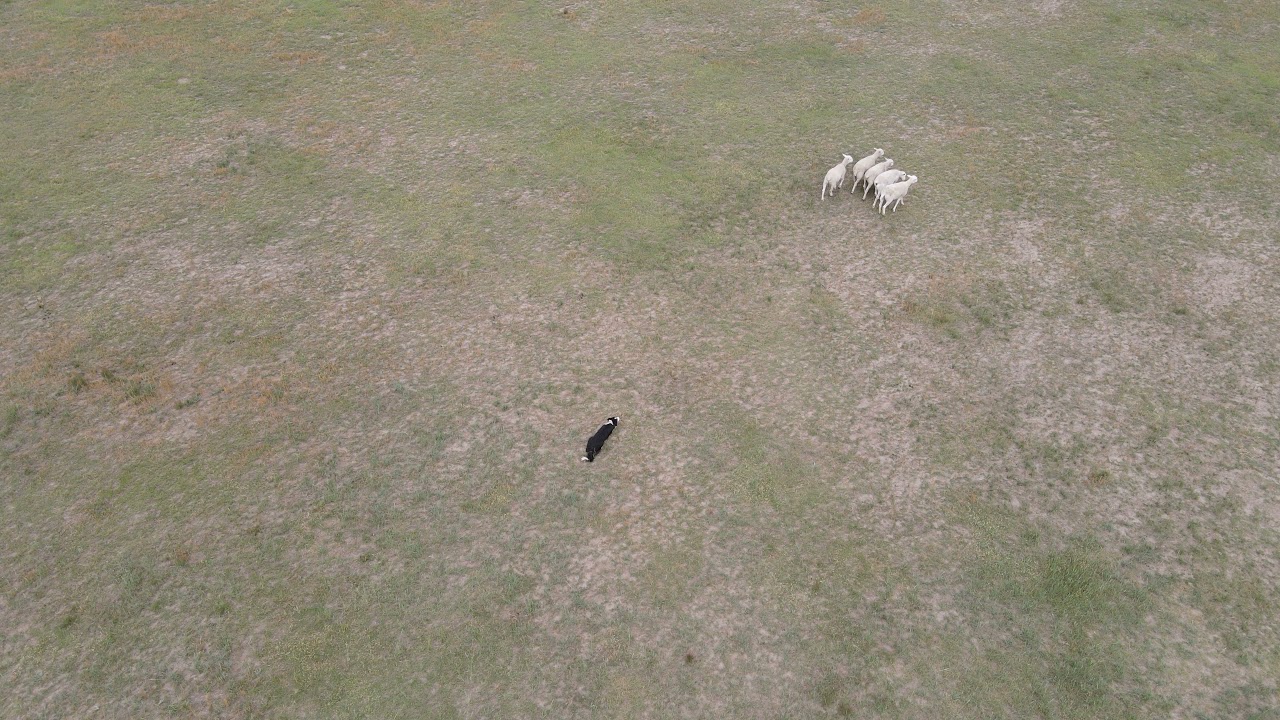 Wine Glass Ranch Herding 1