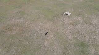 Wine Gl Ranch Herding 1