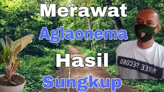 Merawat aglaonema hasil sungkup/menyungkup