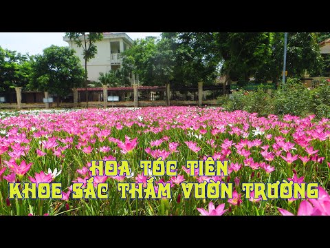 Video Hoa tóc tiên tươi duyên khoe sắc thắm vườn trường - youtube