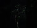 Naik Pohon Kopi tengah malam di gunung cijambu
