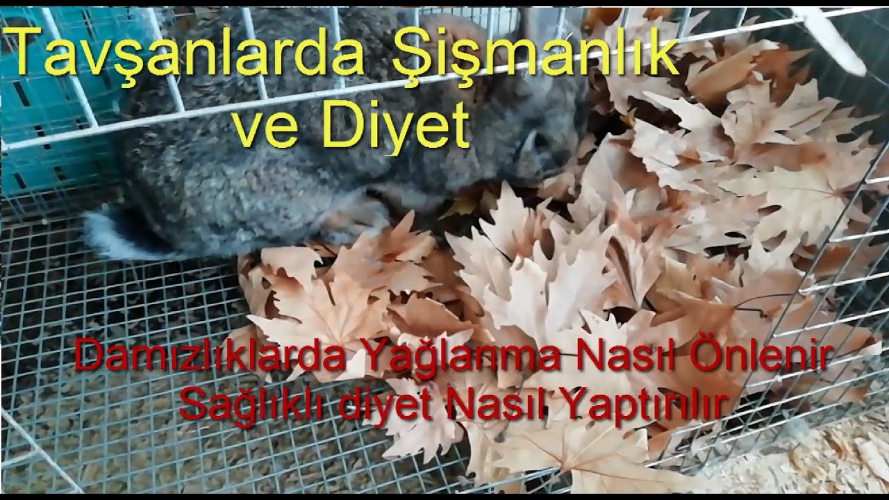 Tavşanlarda Şişmanlık ve Diyet