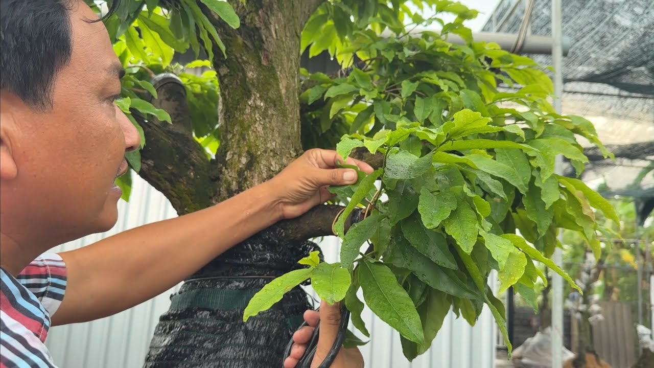 Tỉa bỏ bớt chi mai mới ghép 27/8/2025