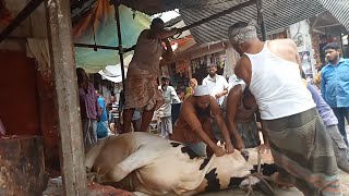 শক্তিশালী গরু জবাই।গরু কাটা জবাই -৮.goru kata jobai..cow, cattle slaughtering
