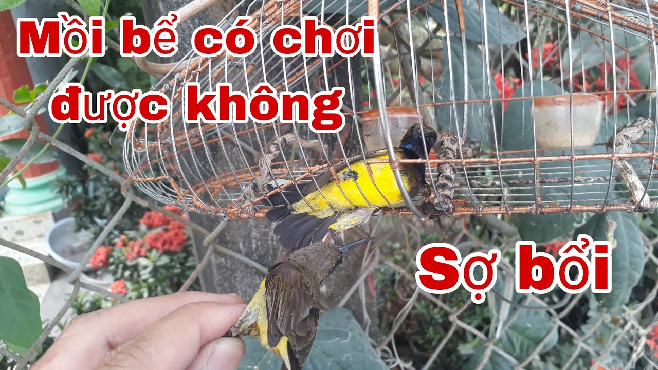 Bây chim hút mật 5mau mồi bể có dựng chơi lại được không? Cần Miền Tây