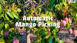 Automatic Mango Picking