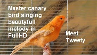 Master canary bird singing beautyfull melody in FullHD screenshot 1