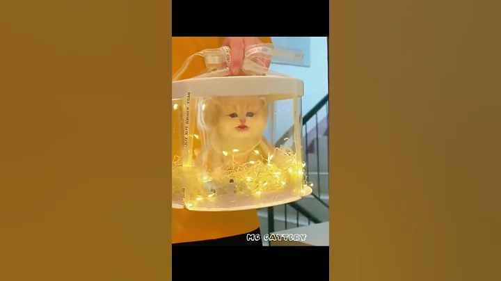 Video 11161111: cats kitten catlover pets, kitten pet catlover animals, kitten catlover pets cute, kitten catlover pets funny