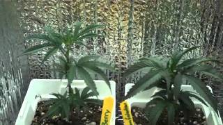 Little Woody Grow Box Week 2