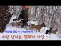 대관령 폭설이 내린 산속 멧돼지사냥체험1부   Hunting wild boars in the snowy mountains of Daegwallyeong
