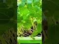 Tezi se badh rahe hain ye micro greens! #microgreens #microgreensathome #garden #shorts #shortsfeed