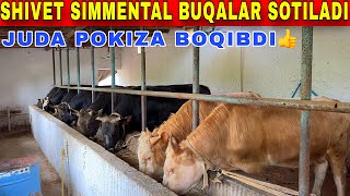 ☎️+998911595857 DEXQON AKAMIZDAN SHIVES VA SIMMENTAL BUQALAR SOTILADI.