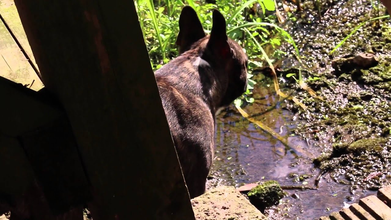 Alfie left me! (Vlogging for the day)