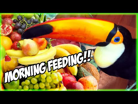 Pet Toucan Morning Feeding Routine!