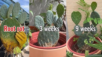 Nopal Cactus Root Rot Rescue + Easy Cactus Care Tips #cactus #plants #rootrot