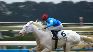 カラルが未勝利戦を勝つ。白毛馬ホワイトドラゴンは2着。京都競馬場、現地映像