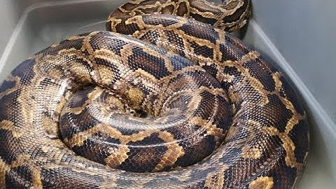 🐍🐍Big Python🐍🐍 #video  #short #youtubeshorts #viral #viralshorts #subscribe #youtube #support #viwes