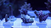 reef dynamics biopellet reactor part 2 youtube