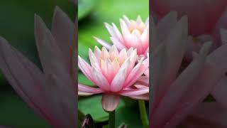 Learn About The Symbolism of Lotus Flowers in Buddhism Why Does Buddhism Use The Lotus Flower As A Symbol Gdd 376 Dvd