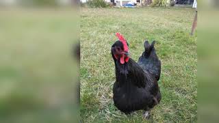 Chicken Squawking