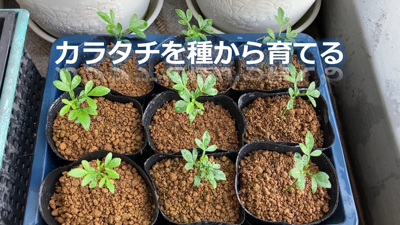 カラタチを種から育てる - YouTube