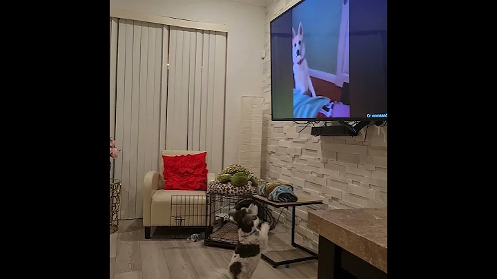 Our Havanese Dog Charlie actually watching TV show...
