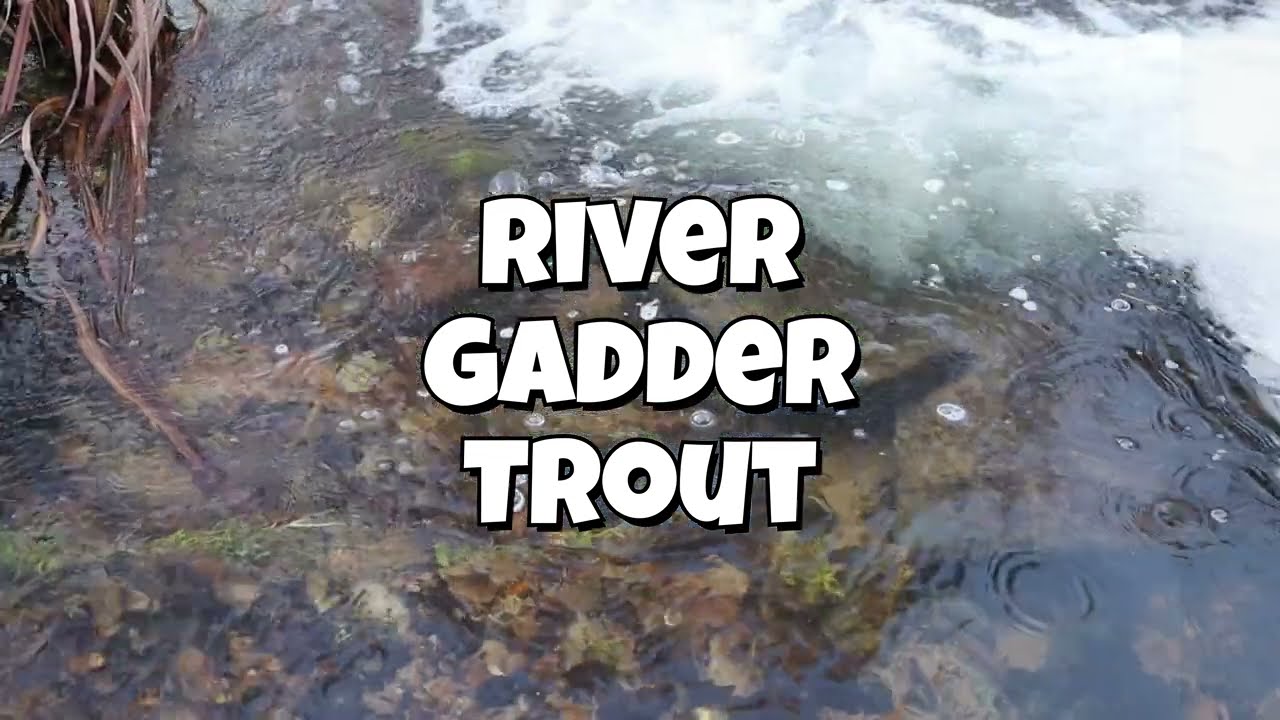 Norfolk Breckland Trout