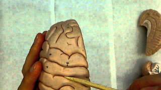 brain model