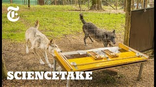 Wolves Know How to Work Together | ScienceTake