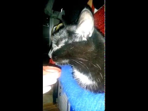 Katten Mimmi dricker Aloe Vera Gel innan läggdags